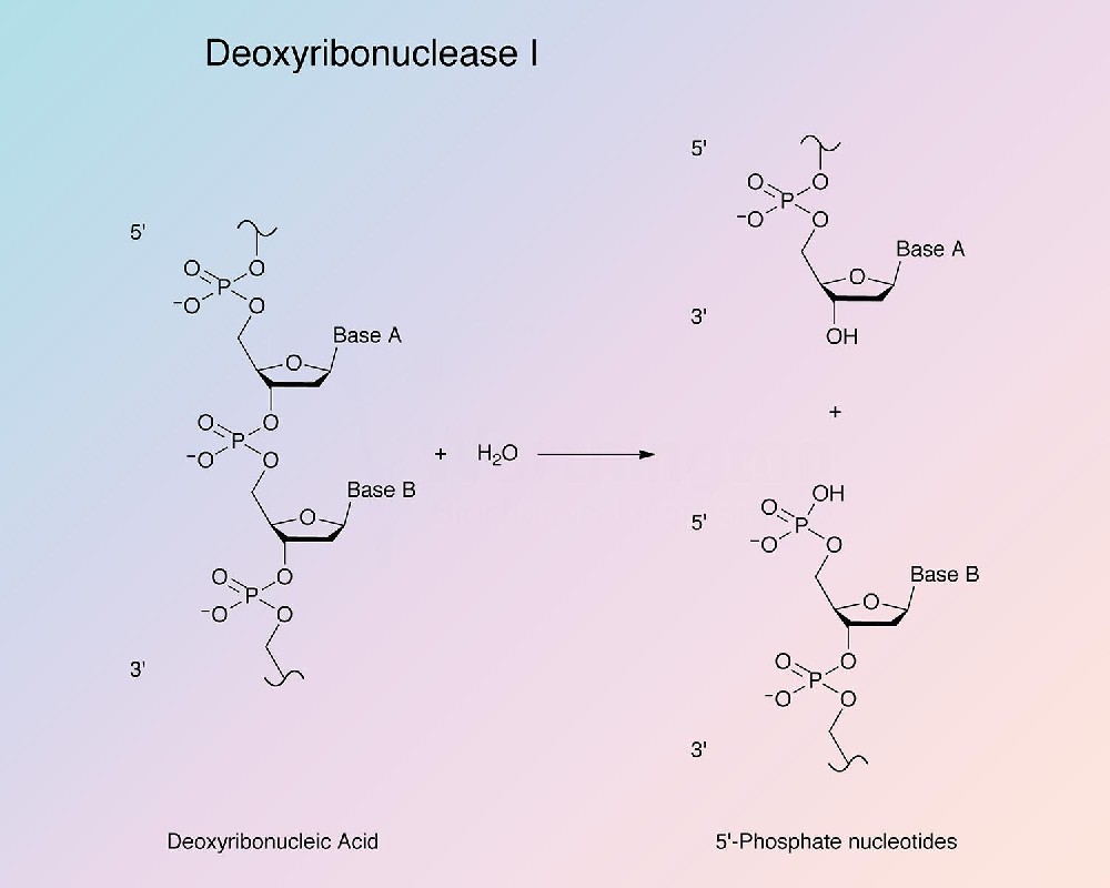 Deoxyribonuclease I（脱氧核糖核酸酶I）