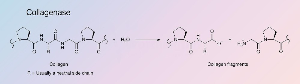 Collagenase（胶原酶）