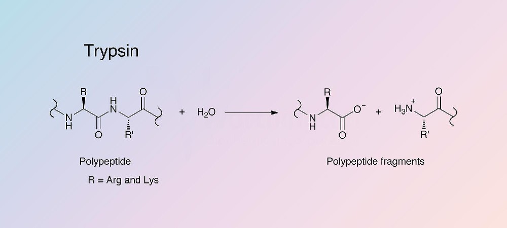 Trypsin（胰蛋白酶）