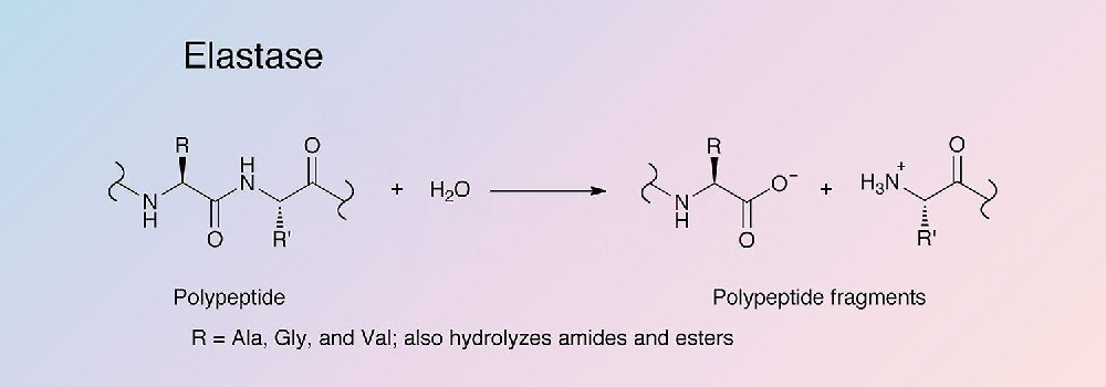 Elastase（弹性蛋白酶）